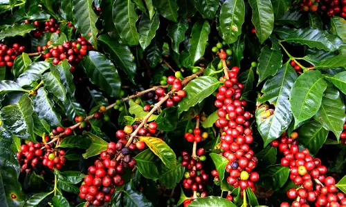 Coffee Harvest Begins, But GCC And MAX Delay Price Fixation