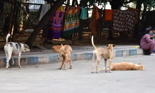 Stray Dogs Return After Pickup, Says Hyderabad Government Hospitals