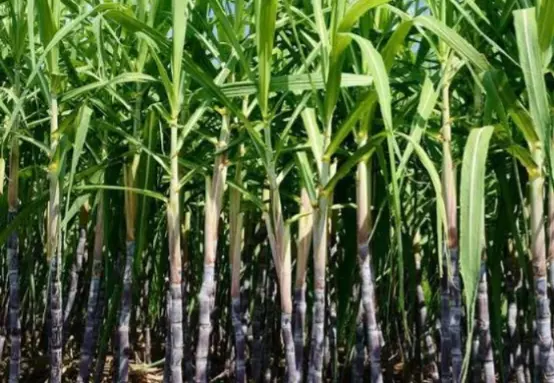 Sugarcane Growers’ Protest Intensifies in Bagalkot District Sugarcane Growers’ Protest Intensifies in Bagalkot District