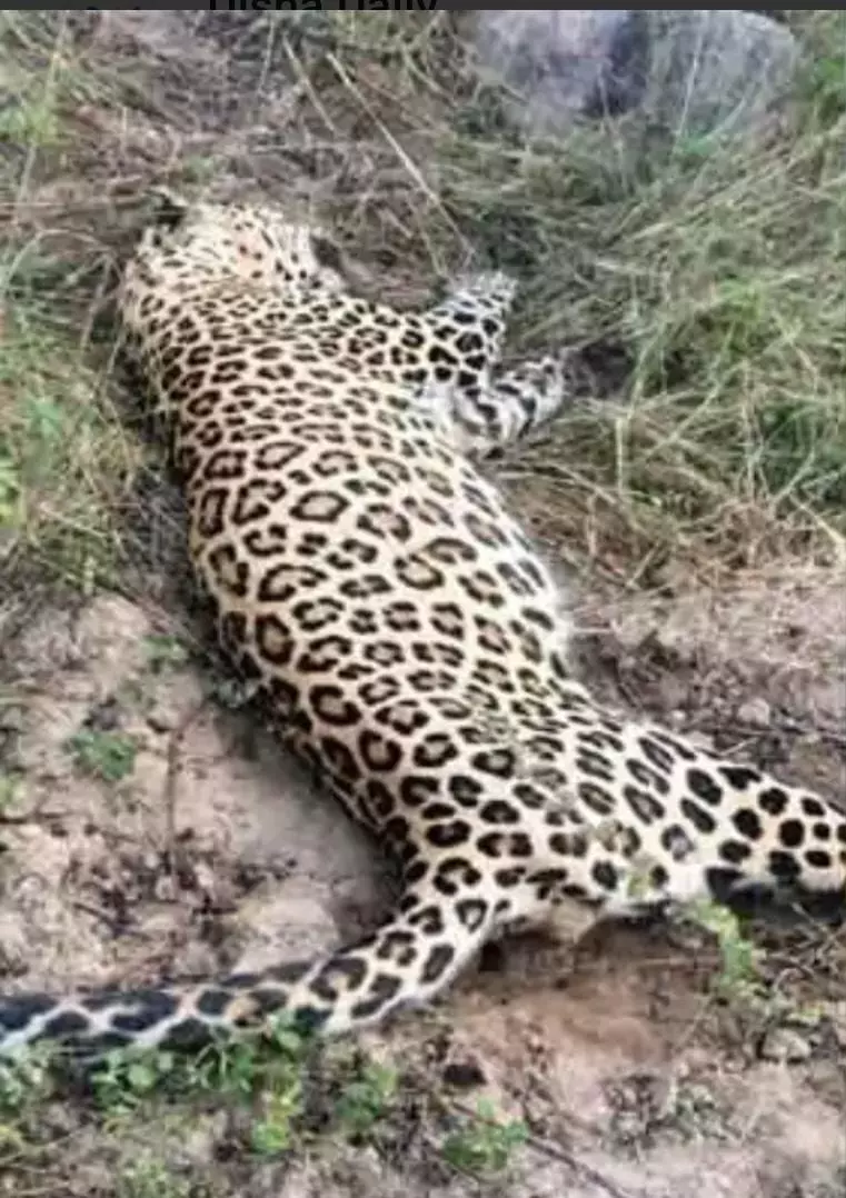 3 Held For Burning Leopard Carcass In Tumakuru 3 Held For Burning Leopard Carcass In Tumakuru