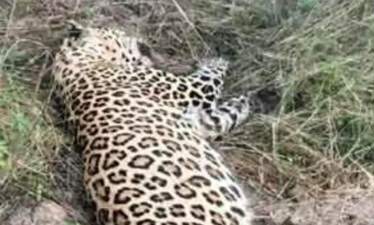 Tiger Sighted Near Adilabad Village, Forest Officials Initiate Tracking