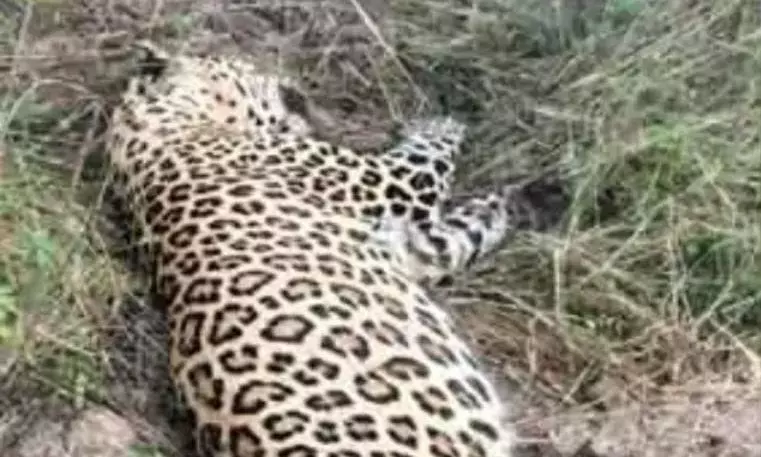 Leopard Found Dead In Siddipet Forest Leopard Found Dead In Siddipet Forest