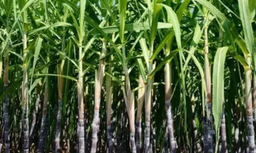 Sugarcane Growers’ Protest Intensifies in Bagalkot District