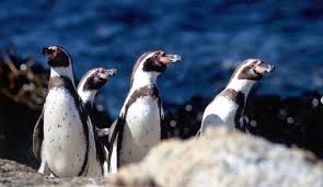 Chile Declares Humboldt Penguins Endangered Amid Population Decline