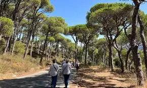 Lebanons Historic Pines Are Dying, One Cone At A Time Lebanons Historic Pines Are Dying, One Cone At A Time