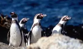Chiles Endangered Humboldt Penguins Risk Further Decline, Scientists Say