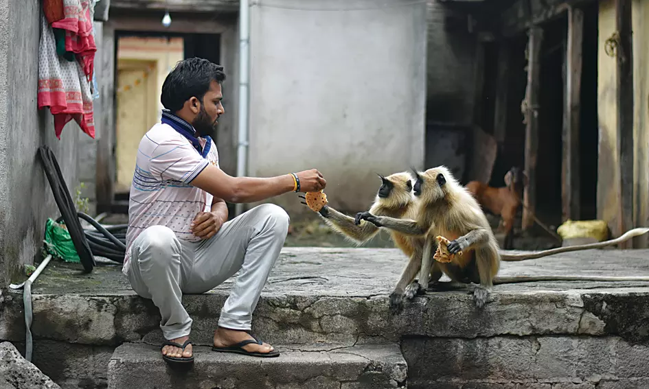 Animal Hybridization, Signs of Dying Forests