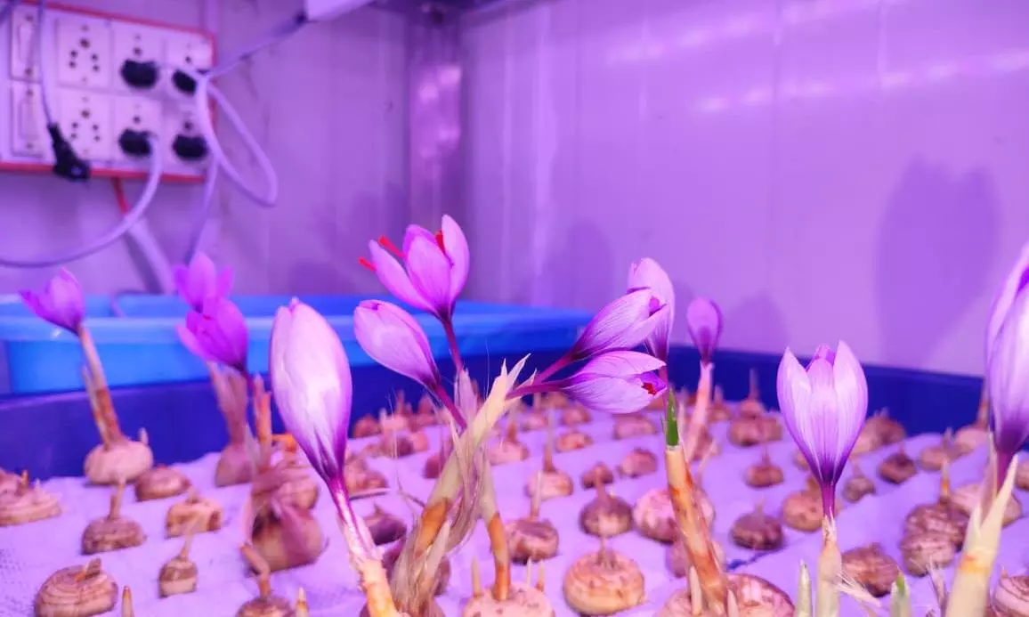 Aeroponic Saffron Flowers Bloom in Telangana