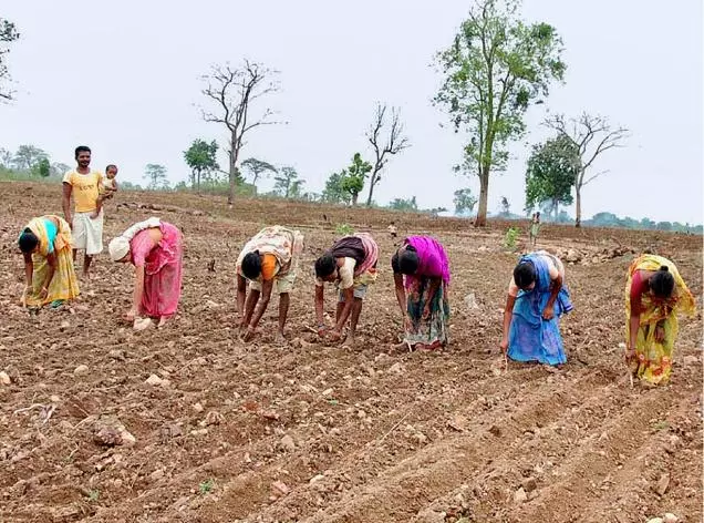 Experts Doubt Efficacy Of Telangana Seeds Bill Experts Doubt Efficacy Of Telangana Seeds Bill