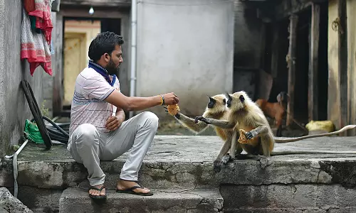 Animal Hybridization, Signs of Dying Forests