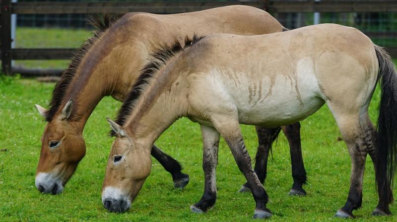 15 Racehorses Missing from MP Farm After Hyderabad Relocation
