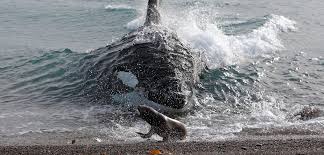 Seal Escapes Orca Hunt by Jumping Onto Photographer's Boat
