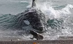 Seal Escapes Orca Hunt By Jumping Onto Photographer’s Boat
