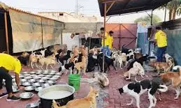 JUST SPAMMING | A Problem Doggedly Chasing Us Sans Solution