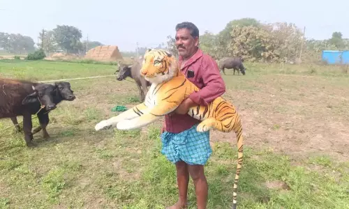 Villagers Carry Sticks, Sleep In fear As Monkey Attacks Rise