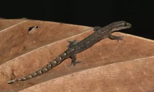 New Slender Gecko Found in Tirumala
