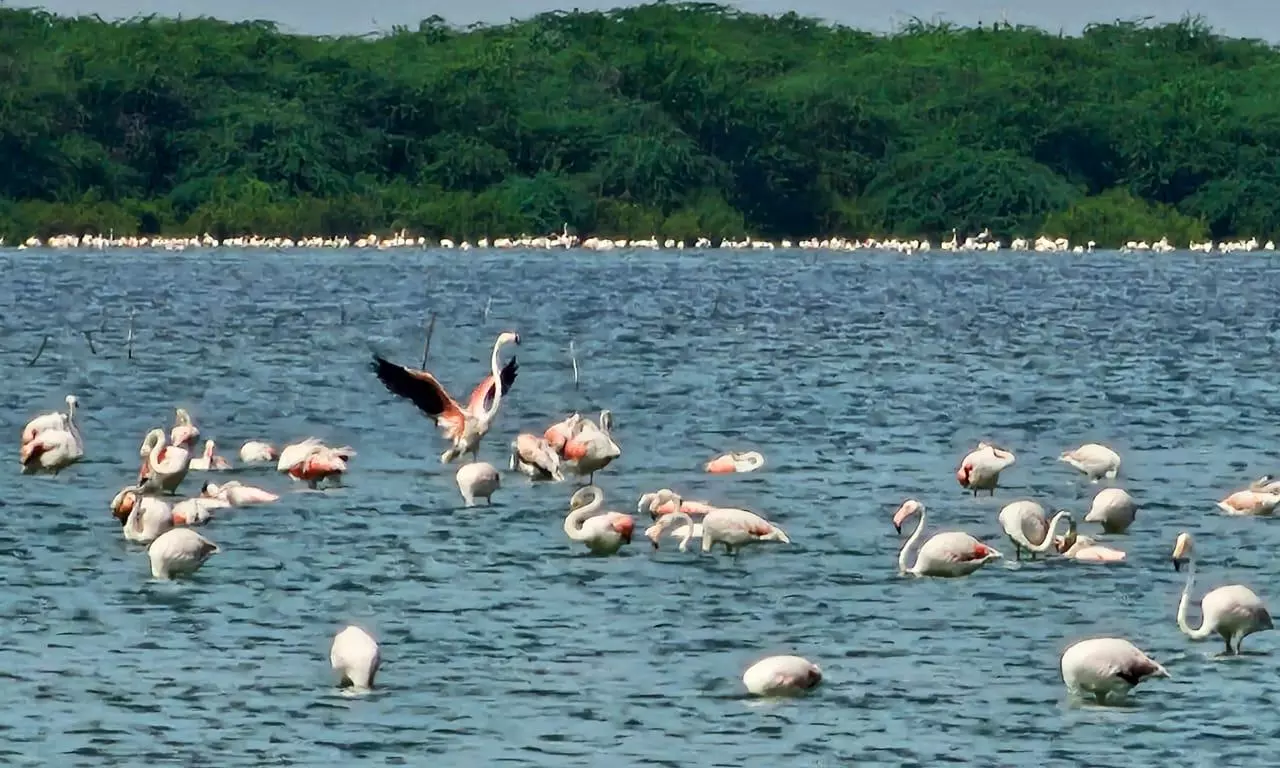 Winter Brings Migratory Birds, Making Pulicat, Nelapattu a Feast for Eyes