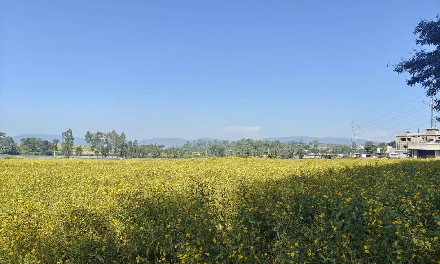 Araku Valley’s Blooming Valise Flowers Hiding Untapped Business