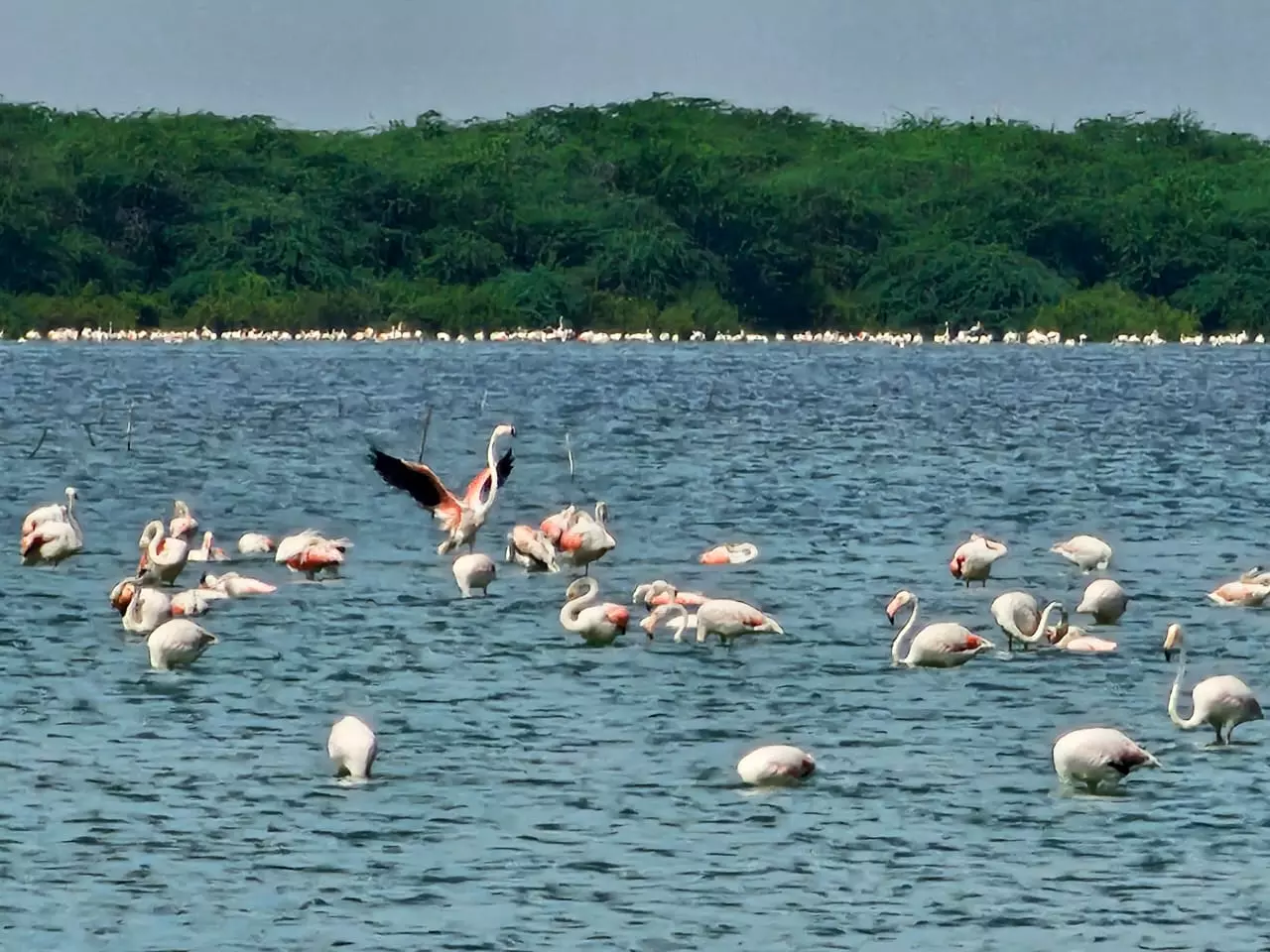 Winter Brings Migratory Birds, Making Pulicat, Nelapattu a Feast for Eyes Winter Brings Migratory Birds, Making Pulicat, Nelapattu a Feast for Eyes