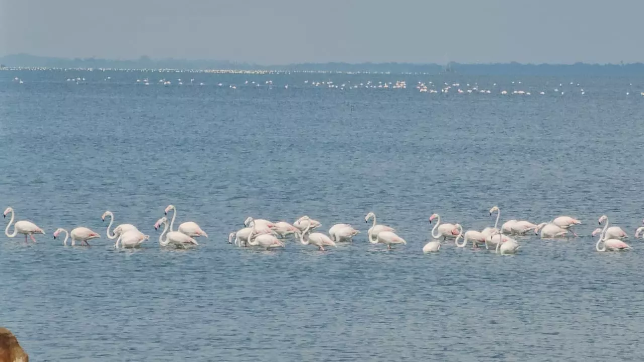 Winter Brings Migratory Birds, Making Pulicat, Nelapattu a Feast for Eyes Winter Brings Migratory Birds, Making Pulicat, Nelapattu a Feast for Eyes