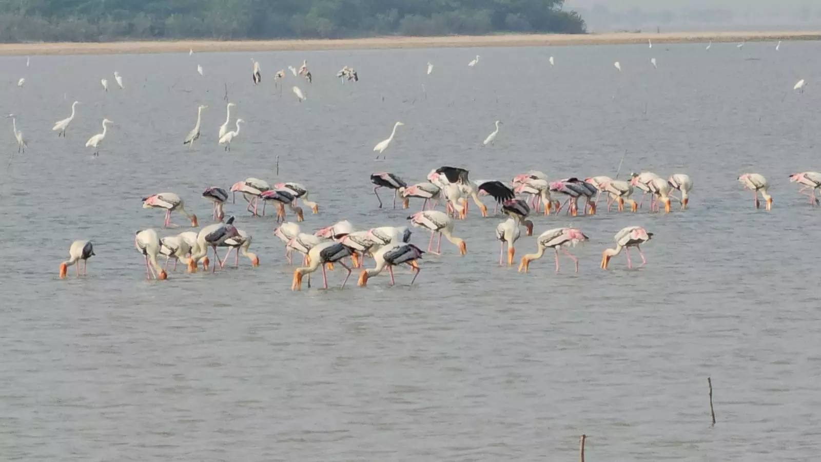 Winter Brings Migratory Birds, Making Pulicat, Nelapattu a Feast for Eyes Winter Brings Migratory Birds, Making Pulicat, Nelapattu a Feast for Eyes