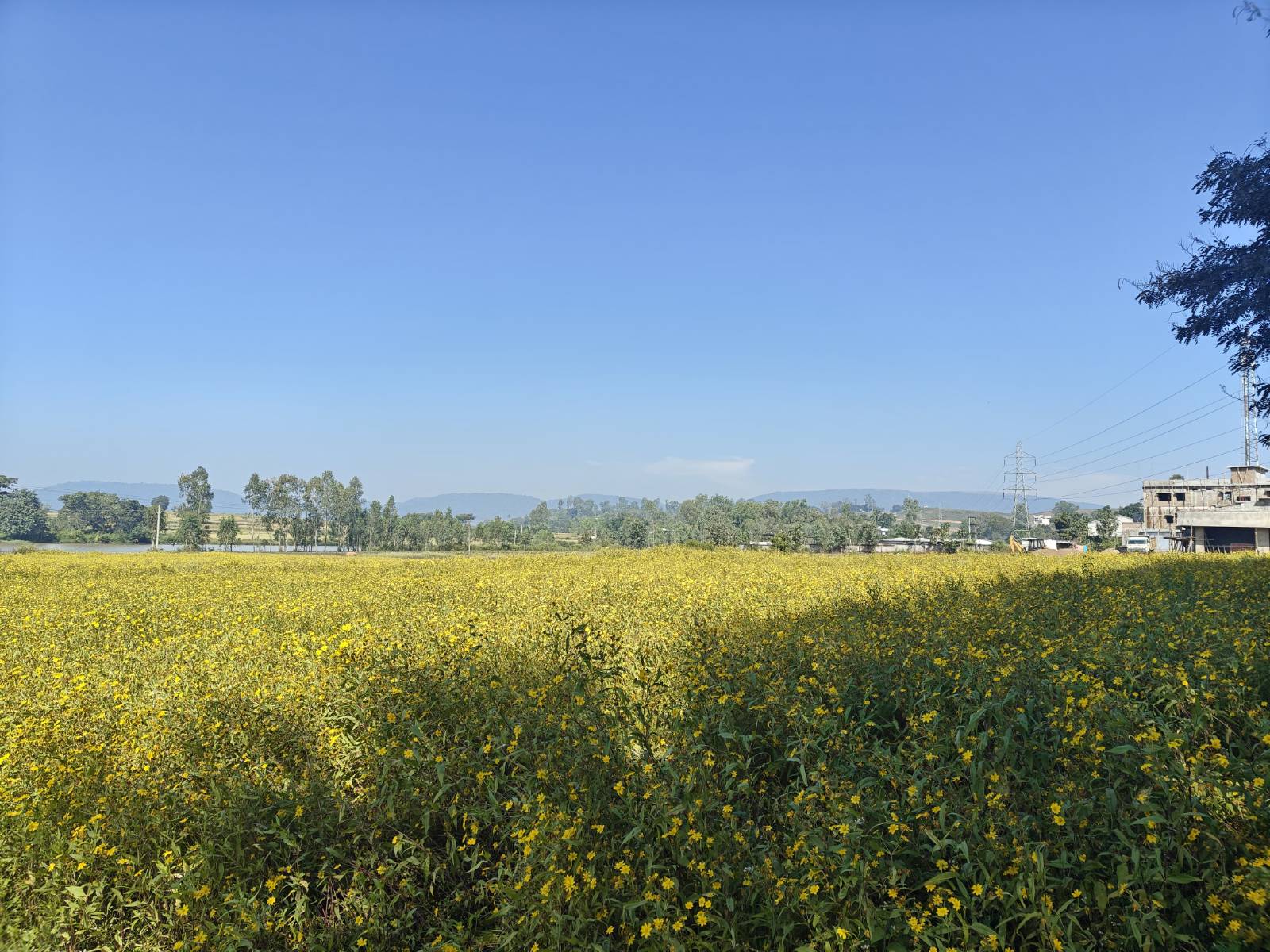 Araku Valley's Valise Flowers: A Tourism Spectacle Facing Economic Neglect