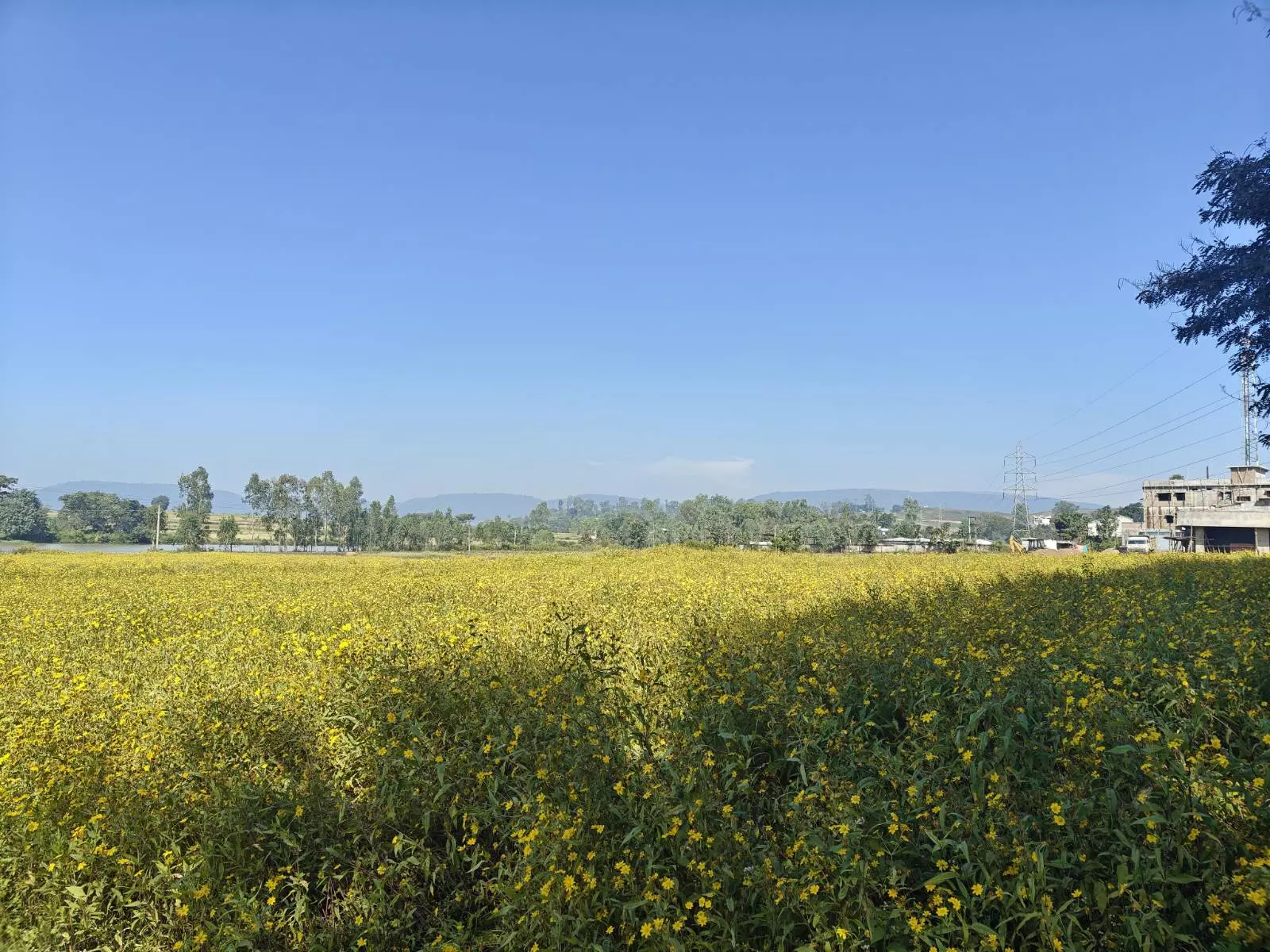 Araku Valley’s Blooming Valise Flowers Hiding Untapped Business Araku Valley’s Blooming Valise Flowers Hiding Untapped Business