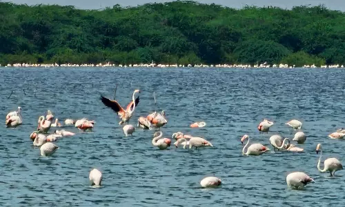 Winter Brings Migratory Birds, Making Pulicat, Nelapattu a Feast for Eyes
