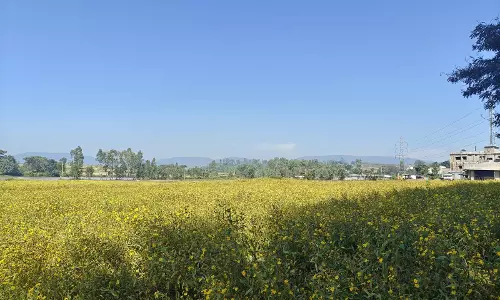 Araku Valley’s Blooming Valise Flowers Hiding Untapped Business