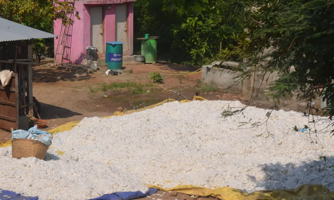 Ginning Mills Shut Down Over CCI Rules