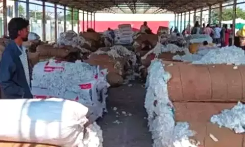 Cotton Farmers Forced to Sell Below Support Price