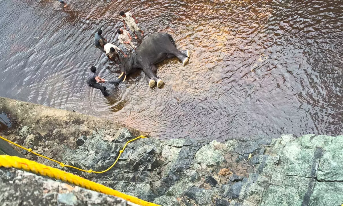 Tusker Trapped in Canal Since Sunday Rescued in Mandya