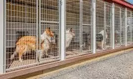 Maneka Gandhi | SC Stray Dogs Order Creating Chaos; Can’t Be Implemented