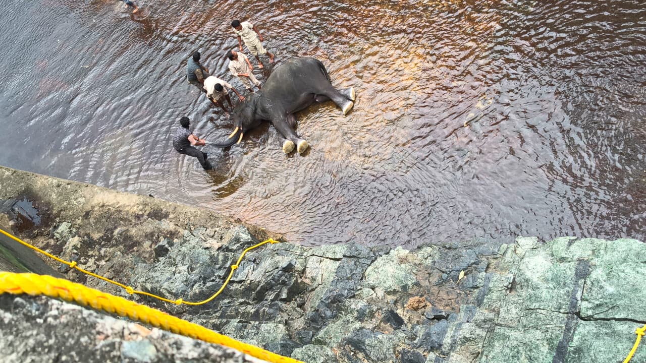 Elephant Rescued After Two-Day Canal Ordeal