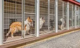 Maneka Gandhi | SC Stray Dogs Order Creating Chaos; Can’t Be Implemented