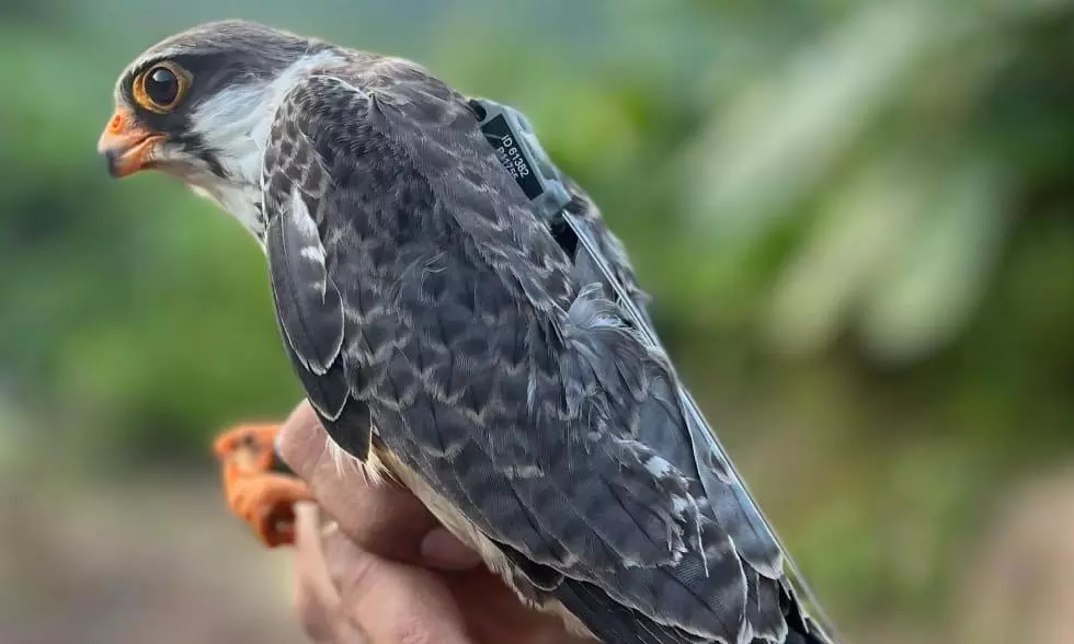 A Million Amur Falcons Make Telangana Part Of Their Flight Plan