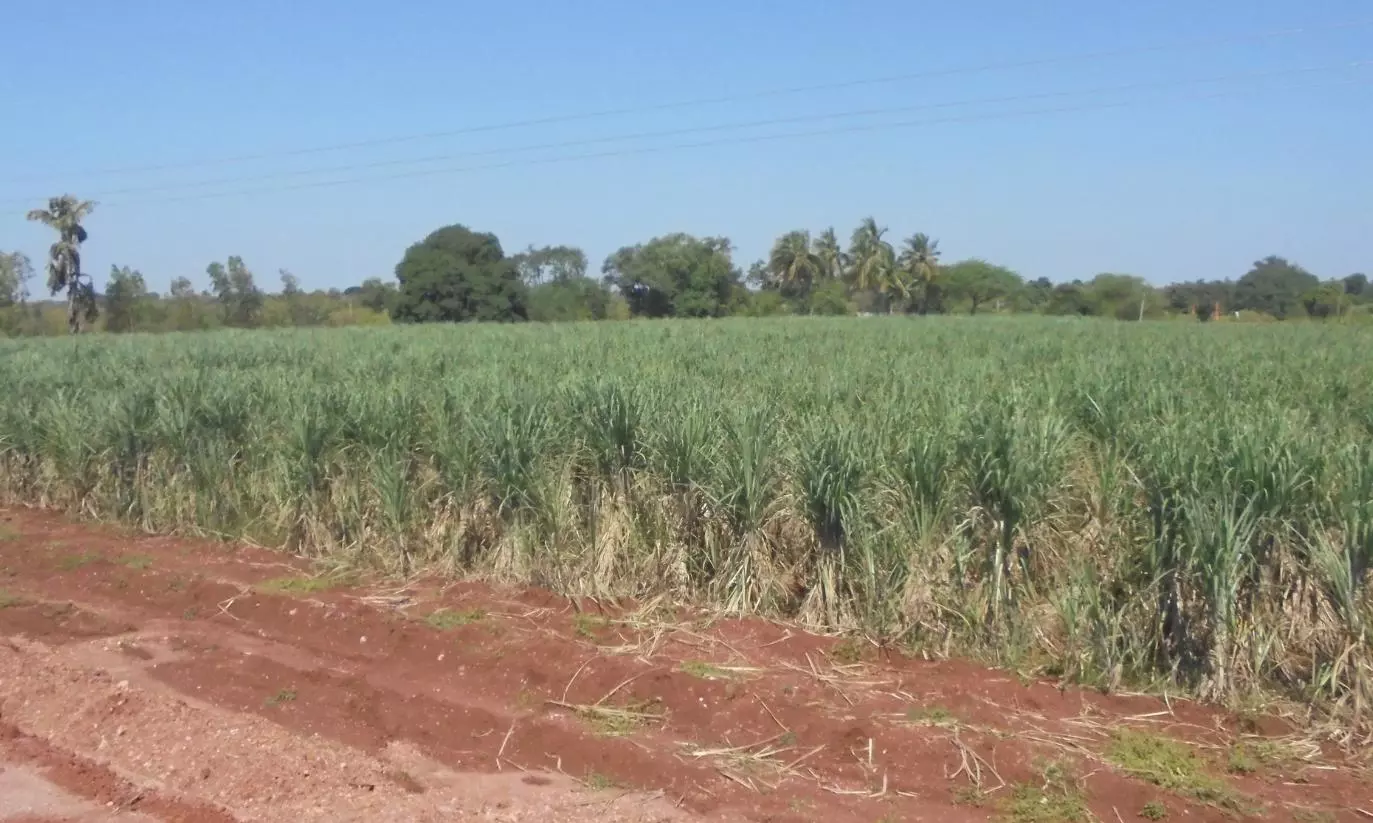Sugarcane Cultivation Dips Sharply In Telangana