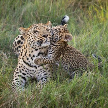 India's First Leopard Birth Control Trial Begins in Junnar