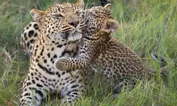 India Begins First Leopard Birth Control Pilot in Junnar