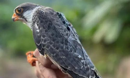 A Million Amur Falcons Make Telangana Part Of Their Flight Plan
