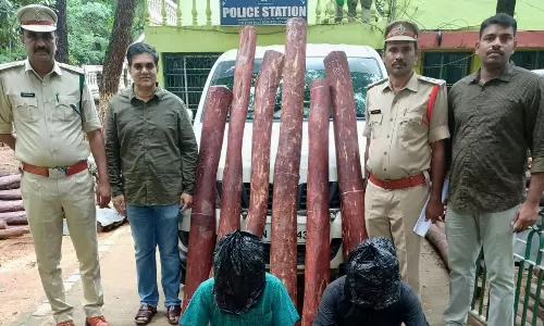 12 Red Sandalwood Logs Seized at Naidupeta; Two Smugglers Arrested