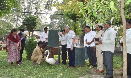 Hyderabad Zoo Adds 2 White Swans, Takes Total Count To 4