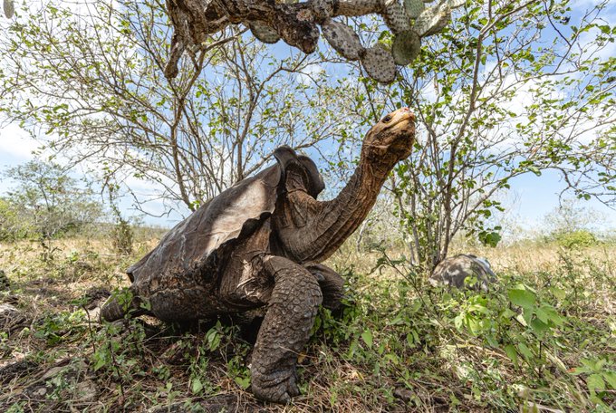 Diego the Tortoise: A 100-Year-Old Conservation Hero