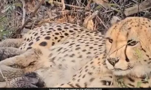 First India-born Cheetah, Mukhi, Gives Birth To 5 Cubs