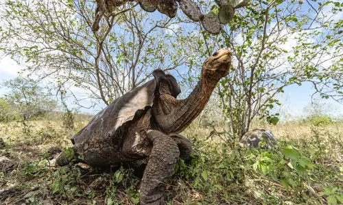 Diego the Giant Tortoise: The 100-Year-Old Hero Who Saved His Species