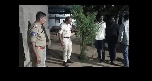 Ganja-Addicted Youth Arrested for Home Cannabis Cultivation