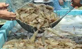 China, Vietnam And Belgium Come To The Rescue Of Shrimp Exporters