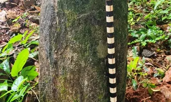 Archaeologists Identify Late Megalithic-Era Menhirs in Udupi District