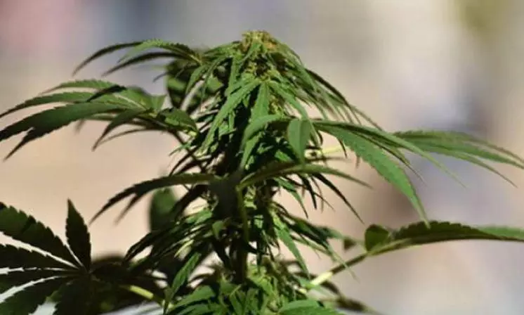 Police Launch Dual Crackdown On Ganja Use, Cultivation