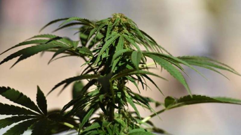 Police Crackdown on Ganja Use and Cultivation in Adilabad